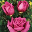 Kép 2/3 - Rosa 'Senteur Royale' - rózsaszín - teahibrid rózsa