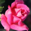 Kép 3/3 - Rosa 'Senteur Royale' - rózsaszín - teahibrid rózsa
