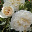 Rosa 'Friedenslicht®' - fehér - nosztalgia rózsa