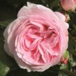 Kép 1/3 - Rosa 'Giardina®' - rózsaszín - climber, futó rózsa