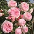 Rosa 'Giardina®' - rózsaszín - climber, futó rózsa