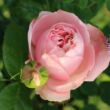 Rosa 'Giardina®' - rózsaszín - climber, futó rózsa