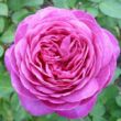 Kép 1/3 - Rosa 'Heidi Klum Rose®' - rózsaszín - törpe - mini rózsa