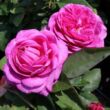 Rosa 'Heidi Klum Rose®' - rózsaszín - törpe - mini rózsa