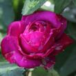 Kép 3/3 - Rosa 'Heidi Klum Rose®' - rózsaszín - törpe - mini rózsa