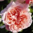 Kép 1/3 - Rosa 'Rose de Tolbiac®' - rózsaszín - climber, futó rózsa