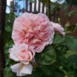 Rosa 'Rose de Tolbiac®' - rózsaszín - climber, futó rózsa