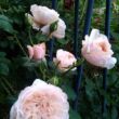 Kép 3/3 - Rosa 'Rose de Tolbiac®' - rózsaszín - climber, futó rózsa