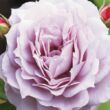 Kép 1/3 - Rosa 'Novalis ®' - lila - nosztalgia rózsa