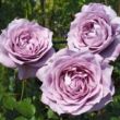 Rosa 'Novalis ®' - lila - nosztalgia rózsa