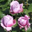 Kép 3/3 - Rosa 'Novalis ®' - lila - nosztalgia rózsa