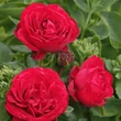 Kép 2/3 - Rosa 'Till Eulenspiegel ®' - vörös - virágágyi floribunda rózsa