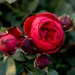 Kép 3/3 - Rosa 'Till Eulenspiegel ®' - vörös - virágágyi floribunda rózsa