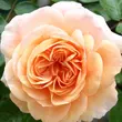 Kép 1/3 - Rosa 'Sangerhäuser Jubiläumsrose ®' - rózsaszín - virágágyi floribunda rózsa
