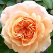 Kép 1/3 - Rosa 'Sangerhäuser Jubiläumsrose ®' - rózsaszín - virágágyi floribunda rózsa