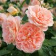 Rosa 'Sangerhäuser Jubiläumsrose ®' - rózsaszín - virágágyi floribunda rózsa