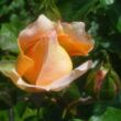 Kép 3/3 - Rosa 'Sangerhäuser Jubiläumsrose ®' - rózsaszín - virágágyi floribunda rózsa