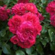 Kép 1/3 - Rosa 'Gärtnerfreude ®' - vörös - talajtakaró rózsa