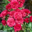 Rosa 'Gärtnerfreude ®' - vörös - talajtakaró rózsa