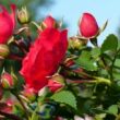 Kép 3/3 - Rosa 'Gärtnerfreude ®' - vörös - talajtakaró rózsa