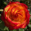 Kép 1/3 - Rosa 'Tequila Sunrise™' - sárga - vörös - teahibrid rózsa
