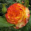Kép 2/3 - Rosa 'Tequila Sunrise™' - sárga - vörös - teahibrid rózsa