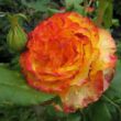 Rosa 'Tequila Sunrise™' - sárga - vörös - teahibrid rózsa
