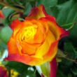 Kép 3/3 - Rosa 'Tequila Sunrise™' - sárga - vörös - teahibrid rózsa