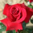 Kép 1/3 - Rosa 'Thinking of You™' - vörös - teahibrid rózsa