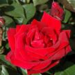 Kép 2/3 - Rosa 'Thinking of You™' - vörös - teahibrid rózsa