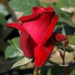 Kép 3/3 - Rosa 'Thinking of You™' - vörös - teahibrid rózsa