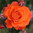 Kép 1/3 - Rosa 'For You With Love™' - narancssárga - virágágyi floribunda rózsa