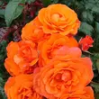 Kép 2/3 - Rosa 'For You With Love™' - narancssárga - virágágyi floribunda rózsa