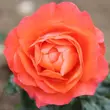 Kép 3/3 - Rosa 'For You With Love™' - narancssárga - virágágyi floribunda rózsa