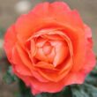 Rosa 'For You With Love™' - narancssárga - virágágyi floribunda rózsa