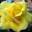 Kép 1/3 - Rosa 'President Armand Zinsch™' - sárga - teahibrid rózsa