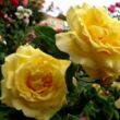 Kép 2/3 - Rosa 'President Armand Zinsch™' - sárga - teahibrid rózsa