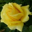 Kép 3/3 - Rosa 'President Armand Zinsch™' - sárga - teahibrid rózsa