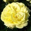 Kép 1/3 - Rosa 'Solero ®' - sárga - virágágyi floribunda rózsa