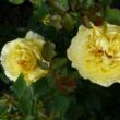 Kép 2/3 - Rosa 'Solero ®' - sárga - virágágyi floribunda rózsa