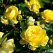Rosa 'Solero ®' - sárga - virágágyi floribunda rózsa