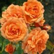 Kép 2/3 - Rosa 'Orangerie ®' - narancssárga - virágágyi floribunda rózsa