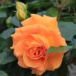 Rosa 'Orangerie ®' - narancssárga - virágágyi floribunda rózsa