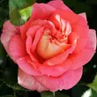 Kép 1/3 - Rosa 'Sommersonne®' - rózsaszín - virágágyi floribunda rózsa