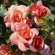 Kép 2/3 - Rosa 'Sommersonne®' - rózsaszín - virágágyi floribunda rózsa