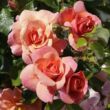 Rosa 'Sommersonne®' - rózsaszín - virágágyi floribunda rózsa