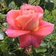 Kép 3/3 - Rosa 'Sommersonne®' - rózsaszín - virágágyi floribunda rózsa