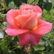 Rosa 'Sommersonne®' - rózsaszín - virágágyi floribunda rózsa
