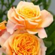 Kép 1/3 - Rosa 'La Villa Cotta ®' - sárga - rózsaszín - virágágyi grandiflora - floribunda rózsa