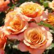 Kép 2/3 - Rosa 'La Villa Cotta ®' - sárga - rózsaszín - virágágyi grandiflora - floribunda rózsa